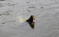 zanderguiding-30112012-17