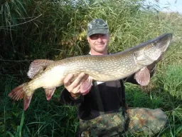 fangfoto-elbe-hecht-schilf