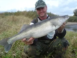 fangfoto-elbe-zander-buhne-schilf