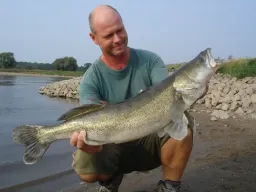 fangfoto-grosser-zander-elbe