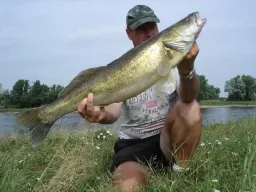 fangfoto-sommerzander-elbe