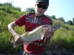 fangfoto-zander-elbe-jungangler