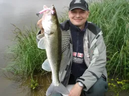 fangfoto-zander-elbe-schilf