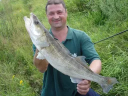 fangfoto-zander-kanal-pflanzen