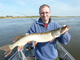 Ein wahrer Prachtkerl mit spitzen Zähnen – die Elbhechte waren bei diesem Angelguiding an der Elbe in top Form.