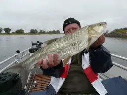Rapfenparty an der Elbe bei einem Angelguiding-die Elbtorpedos schnappten sich schnell geführte Gummifische an der Wasseroberfläche