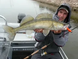 Auch bei Regenwetter sind an der Elbe gute Zanderfänge möglich, hier ein stattlicher Zander von einem Angler präsentiert