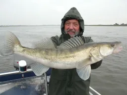 fangfoto-zander-elbe-boot-regnerisch