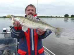Auch auf große Gummifische fängt man kleine Zander, wie hier zu sehen bei einer Zander Guiding Angeltour auf der Elbe beim Bootsangeln