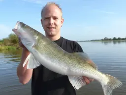 sommerzander-fangfoto-elbe