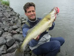 Wenn es mal beim Zanderangeln an der Elbe nicht läuft, dann ist ein Versuch am Elbe-Havel Kanal noch eine Option dem Schneider noch von der Schippe zu springen. Der Zander hat direkt an der Steinschüttung gebissen.