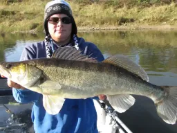 stattlicher-zander-fangfoto-elbe
