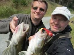 zander-doppelschlag-kanal-fangfoto