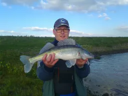 elbe-ufer-zander-fangfoto