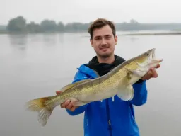 zander-elbe-nebel-fangfoto