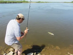 elbe-sommer-zanderdrill Elbe, Sommer, Sonne und die Zander beißen sehr gut-der erste Zander dieser Guidingtour ist im Drill und wird gleich gekeschert