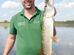 sommerhecht-elbe-fangfoto Ein Sommerhecht beim Zanderangeln an der Elbe-Sommerhechte sind in der Elbe die Ausnahme. Die Angelzeit auf Hecht in der Elbe ist eindeutig der Herbst, wenn das Wasser sichtiger wird.