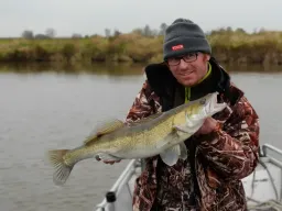 herbstzander-elbe-fangfoto