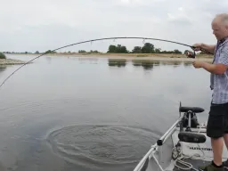 angeln-elbe-grosser-fisch-drill