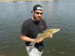 angeln-elbe-zander-fangfoto