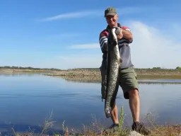 elbwaller-angeln-fangfoto