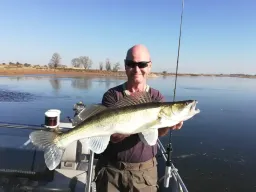 grosser-zander-elbe-fangfoto