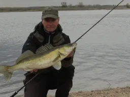 herbstzander-elbe-fangfoto