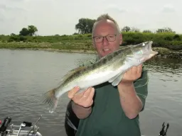 elbe-zander-fangfoto