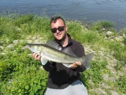 stachelritter-angeln-elbe-fangfoto
