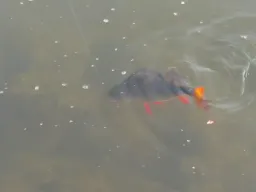 elbe-angeln-barschdrill