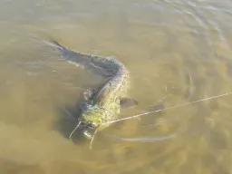 elbe-angeln-welsdrill