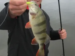 barsch-elbe-fangfoto