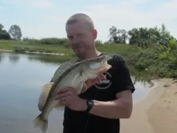 zander-elbe-fangfoto