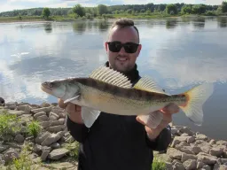 elbe-zander-fangfofo-angeln