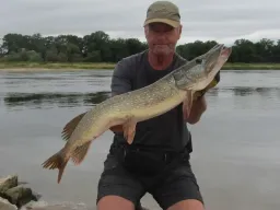 elbhecht-sommer-fangfoto