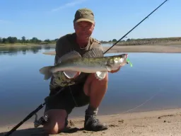 sommer-zander-angeln-fangfoto-elbe