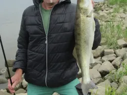 elbe-fangfoto-zander