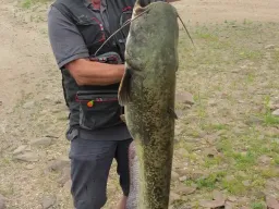 elbe-wels-angler-fangfoto