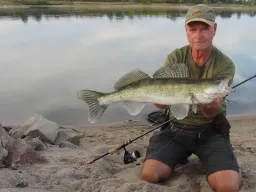 elbe-zander-fangfoto-angeln