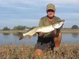 Schöner Hecht mitten im Sommer an der Elbe auf Gummifisch gefangen