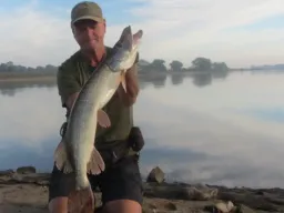 Früh morgens an der Elbe biss ein Hecht in einer Buhne auf Gummifisch bei einer Angeltour