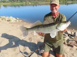 elbzander-fangfoto-sommer
