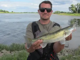 fangfoto-angler-zander-elbe