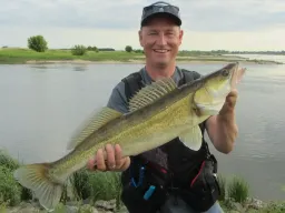 stattlicher-stachelritter-angeln-elbe-fangfoto