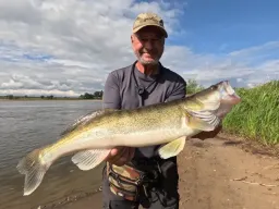 grosser-zander-elbe-fangfoto-sonnenschein