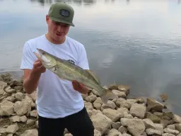 In der Strömung der Elbe hart an der Steinpackung, da wo eigentlich die Rapfen jagen, knallte ein Zander auf den Gummifisch