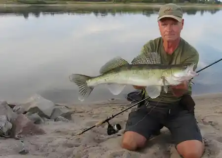 Fangbild von einem Zander am Ufer der Elbe vom Zanderfluesterer Manfre Gorgas