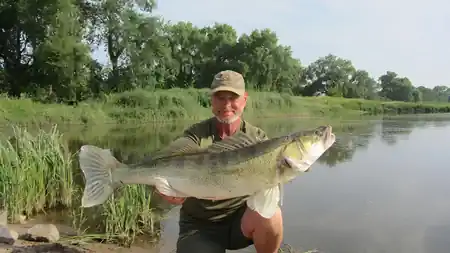 Zanderfluesterer Manfred Gorgas an der Elbe mit einem kapitalen Zander