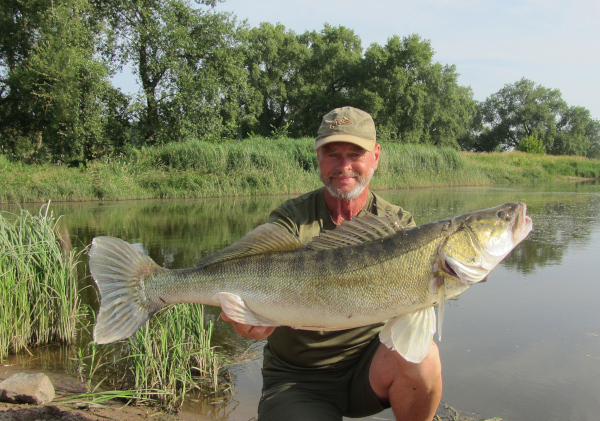 Zanderfluesterer grosser  Zander Elbe